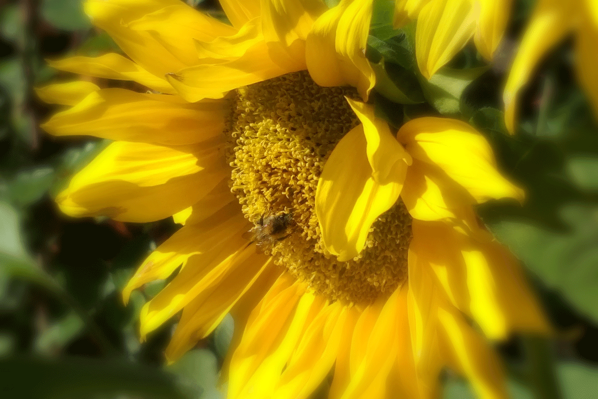 Sonnenblume-AYAS Bilder Foto Wiebke Zint